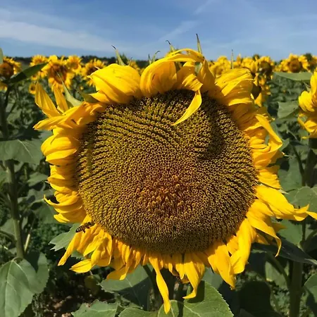 Bed & Breakfast Campagn'art Les Fosses