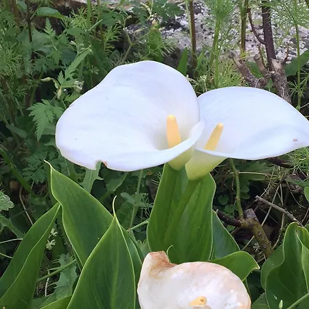 Bed & Breakfast Campagn'art