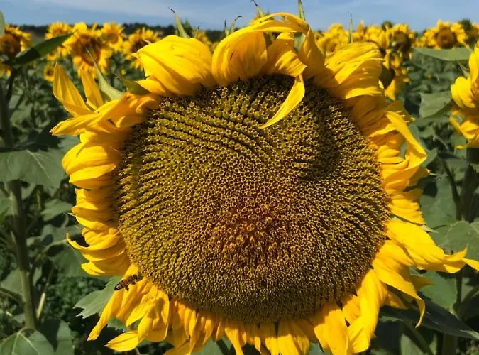 Bed & Breakfast Campagn'art Les Fosses