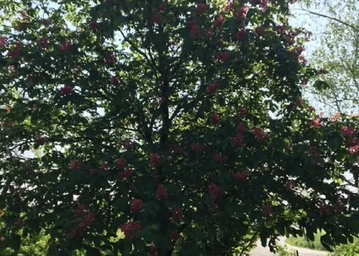 Campagn'art * Les Fosses