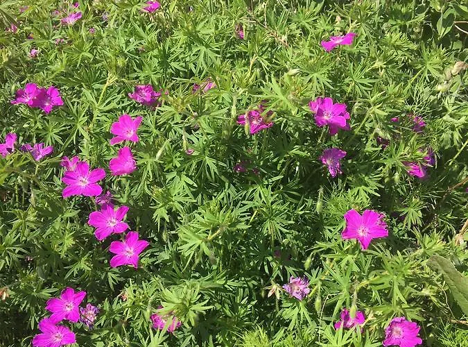 Campagn'art Les Fosses