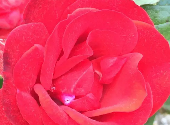 Campagn'art * Les Fosses